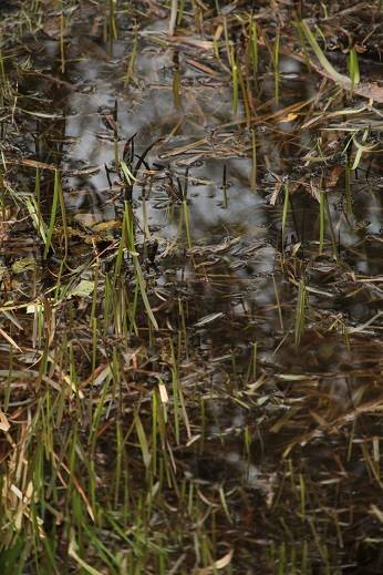 1509272_852322044794297_2096124446_n