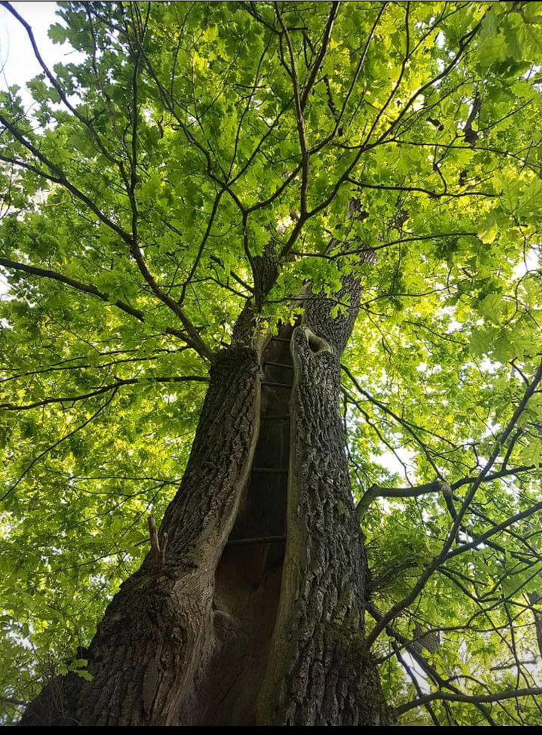 Elisa Photo Baum mit geteilten Baumstumpf_2