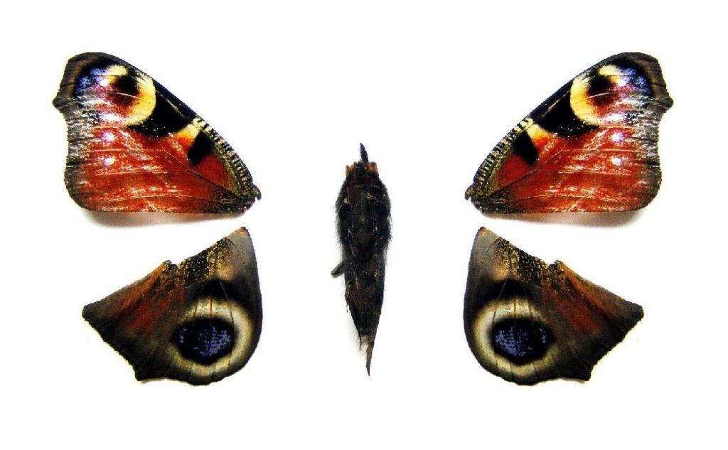 Liedartiges von der&nbsp;Fliege