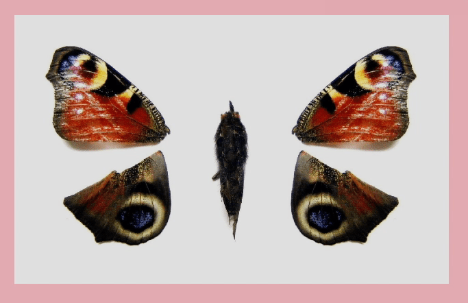 Vertonung: Liedartiges von der Fliege